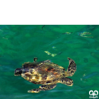 گونه لاکپشت سبز Green Sea Turtle